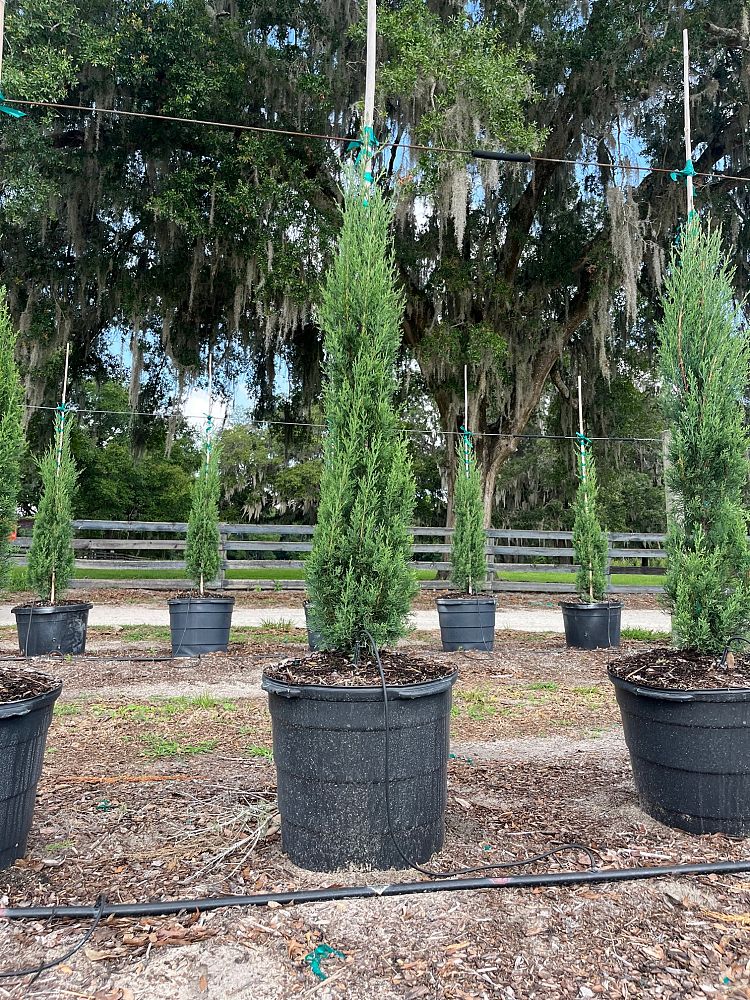cupressus-sempervirens-italian-cypress
