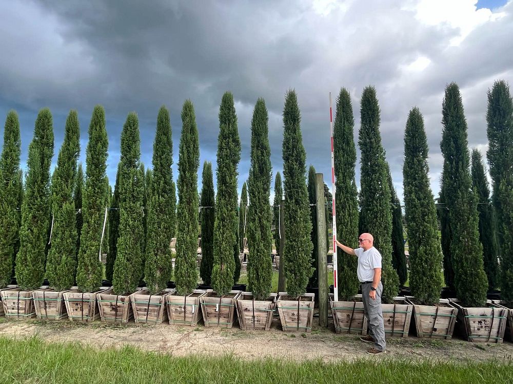 cupressus-sempervirens-italian-cypress