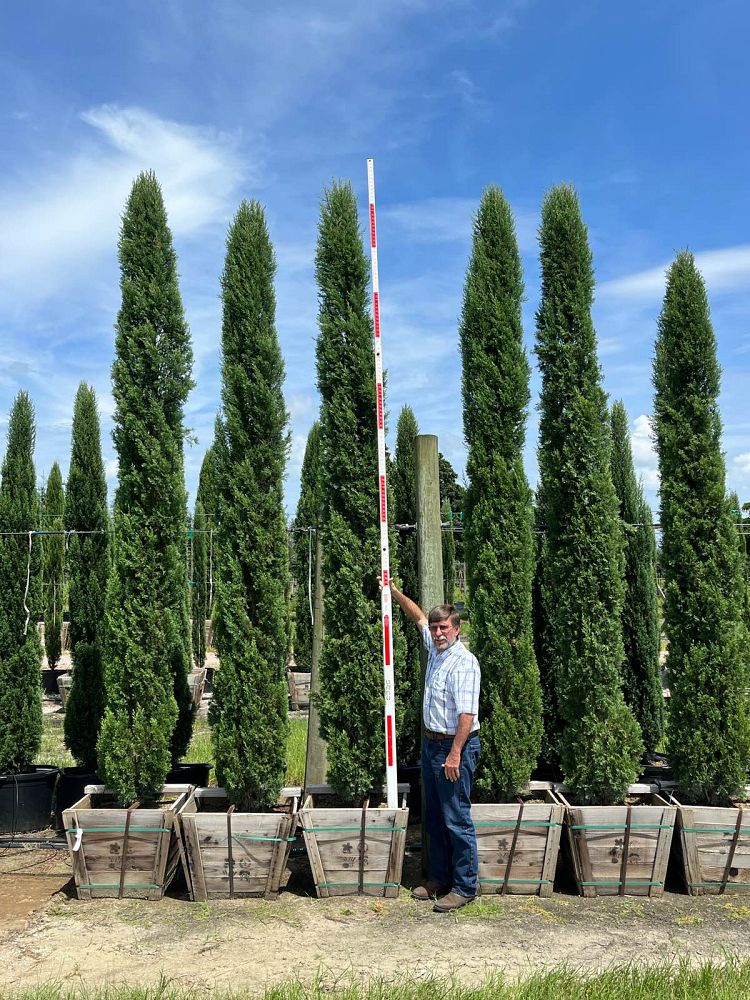 cupressus-sempervirens-italian-cypress