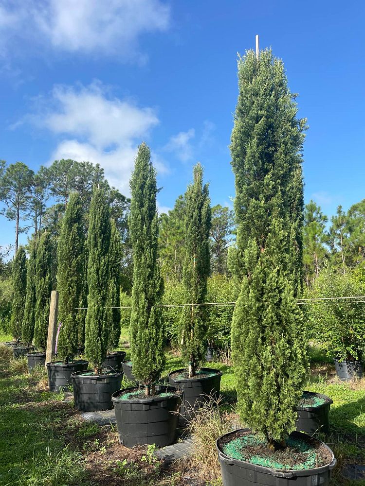 cupressus-sempervirens-italian-cypress