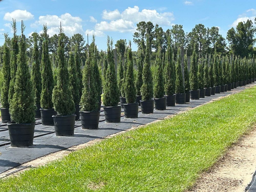 cupressus-sempervirens-italian-cypress