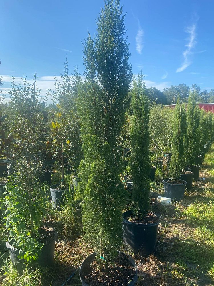 cupressus-sempervirens-italian-cypress