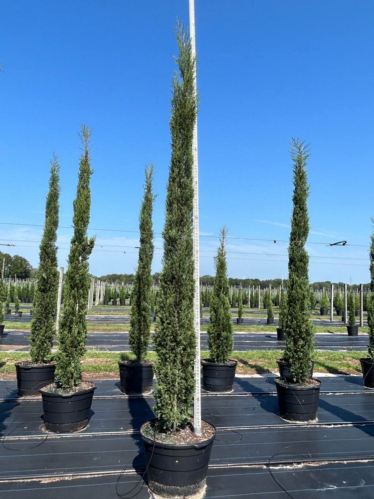 cupressus-sempervirens-italian-cypress
