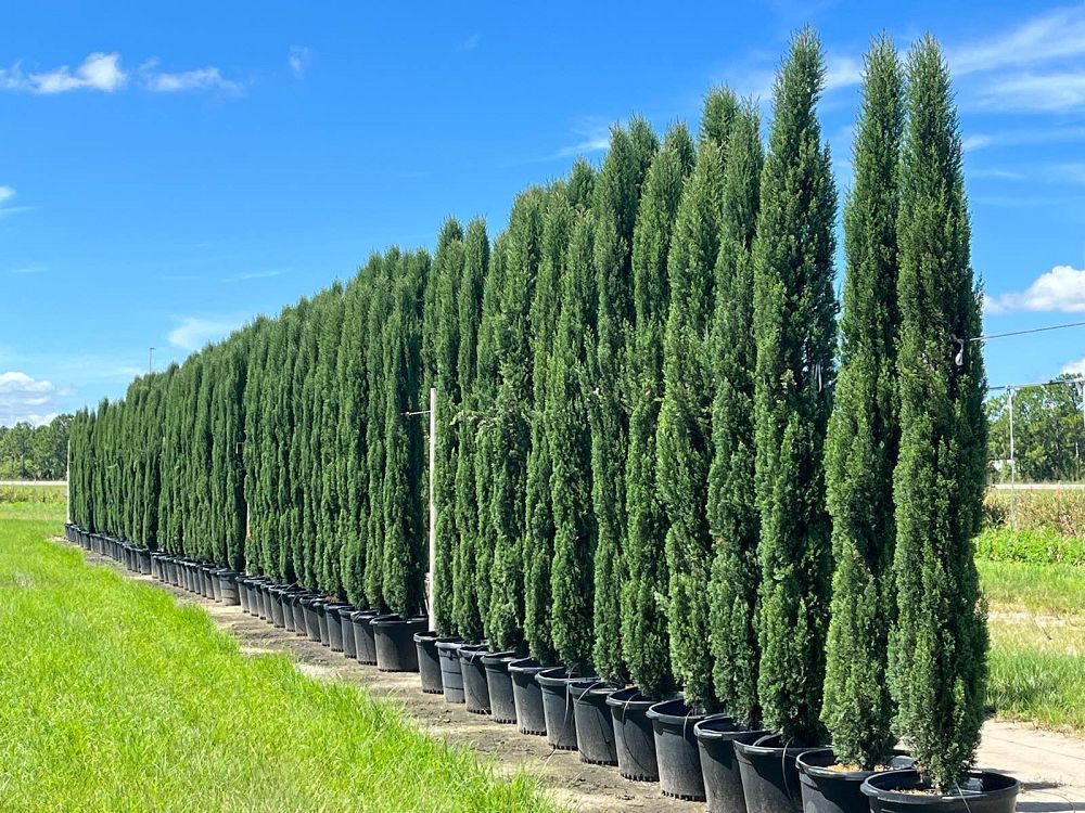 cupressus-sempervirens-italian-cypress