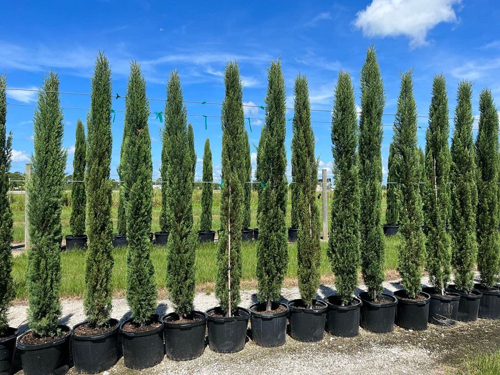 cupressus-sempervirens-italian-cypress