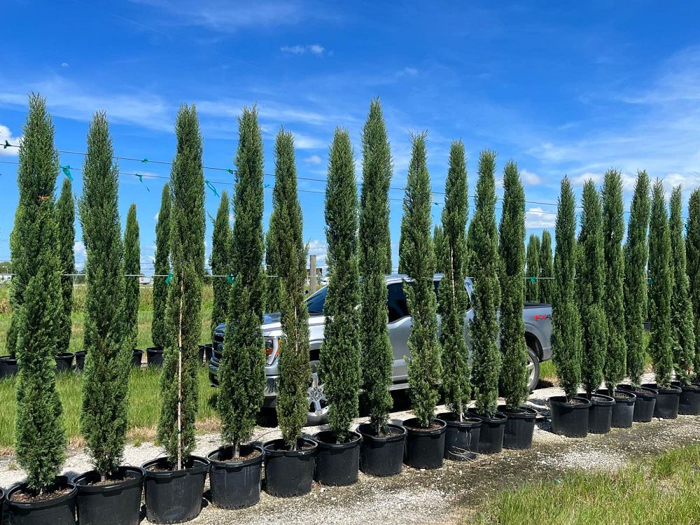 cupressus-sempervirens-italian-cypress