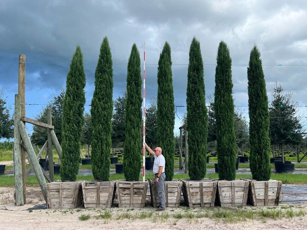 cupressus-sempervirens-italian-cypress