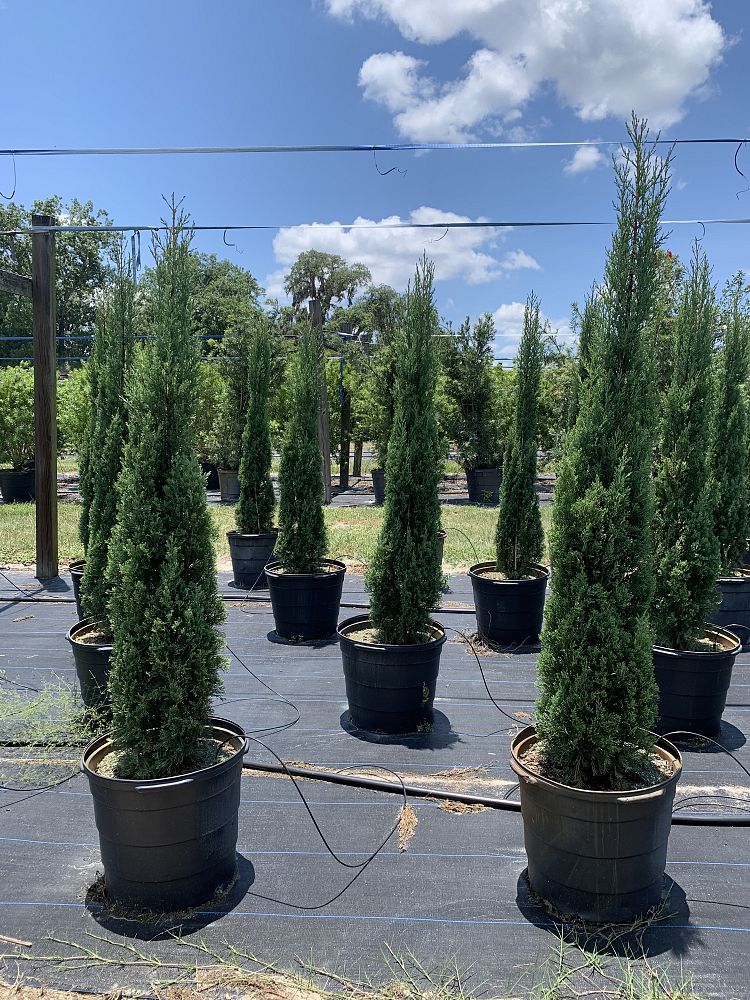 cupressus-sempervirens-italian-cypress