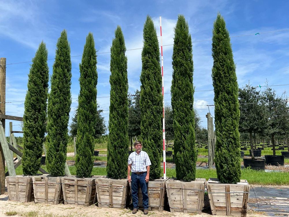 cupressus-sempervirens-italian-cypress