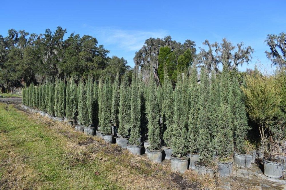cupressus-sempervirens-italian-cypress