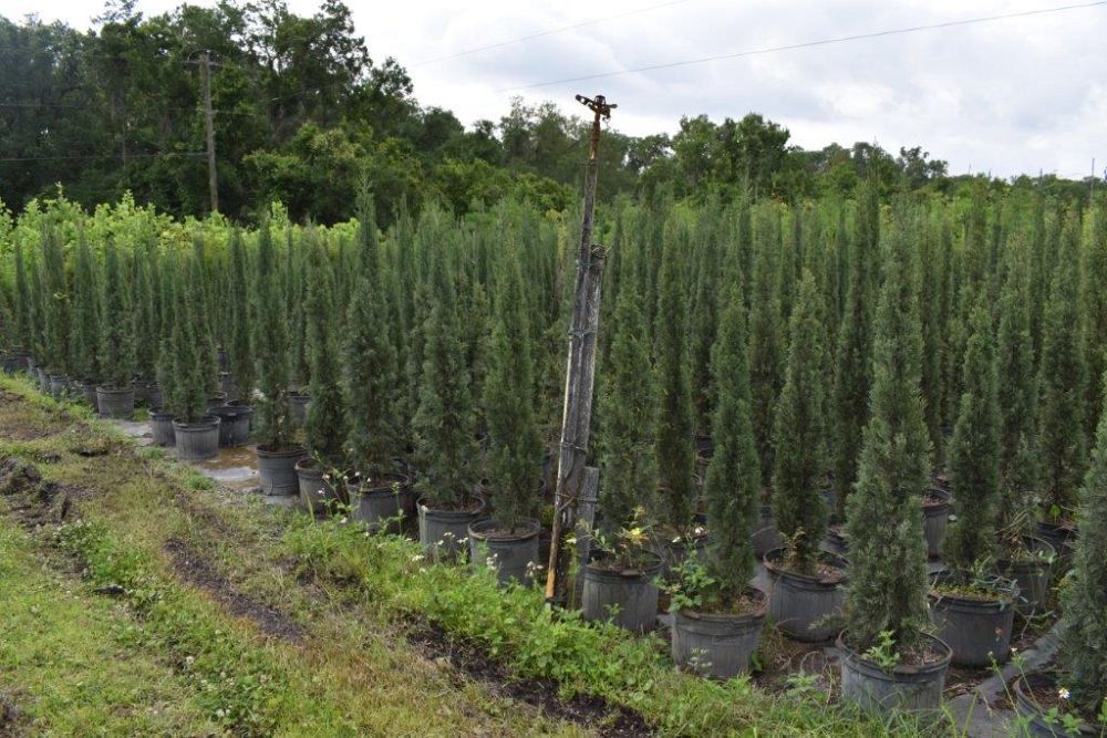 cupressus-sempervirens-italian-cypress