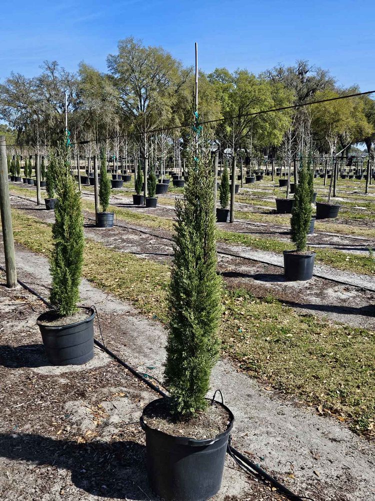 cupressus-sempervirens-italian-cypress