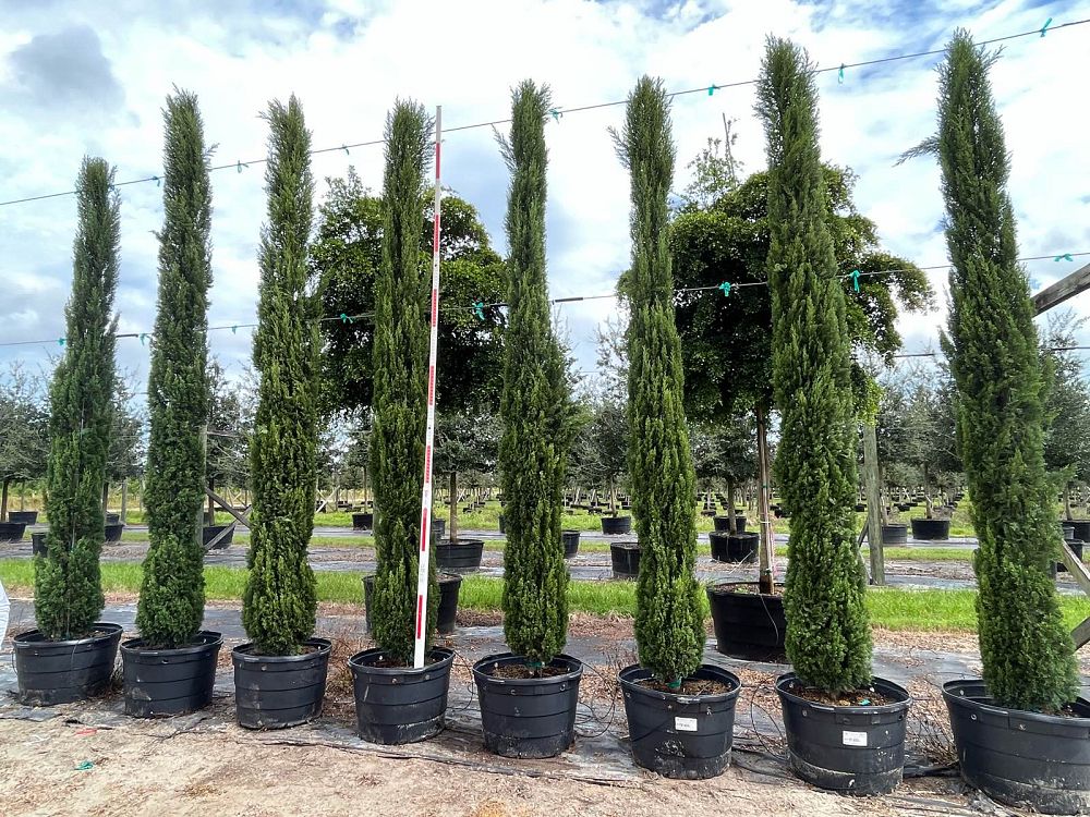 cupressus-sempervirens-italian-cypress