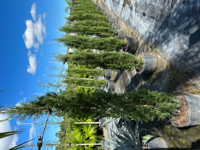 cupressus-sempervirens-italian-cypress