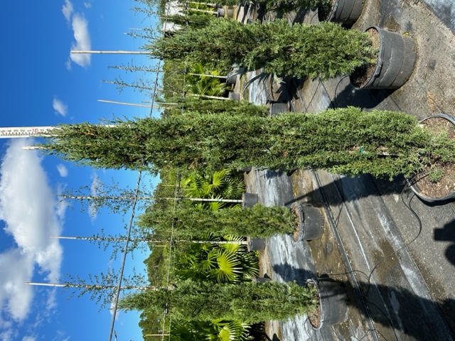 cupressus-sempervirens-italian-cypress