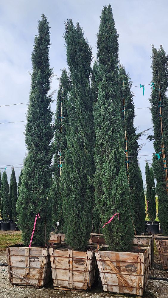 cupressus-sempervirens-italian-cypress