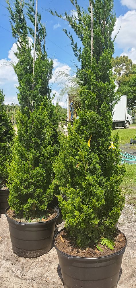 cupressus-sempervirens-italian-cypress