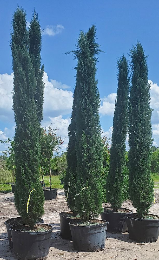 cupressus-sempervirens-italian-cypress