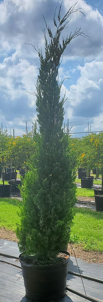 cupressus-sempervirens-italian-cypress