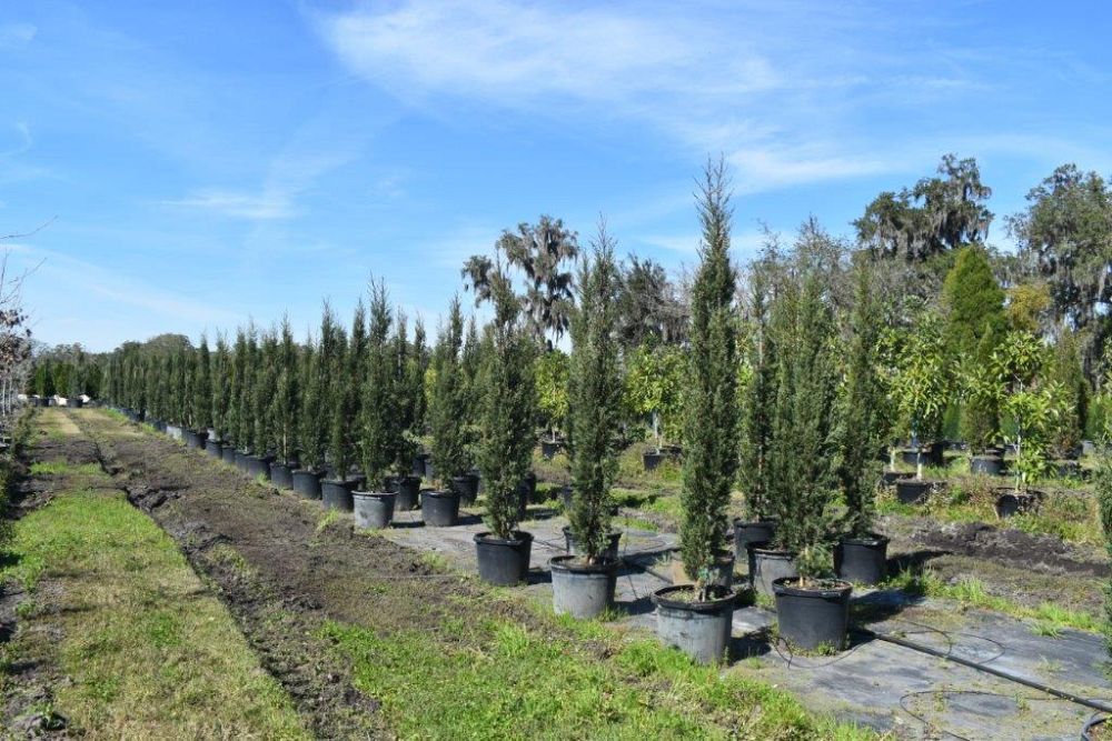 cupressus-sempervirens-italian-cypress