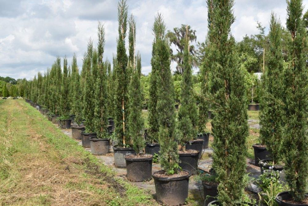 cupressus-sempervirens-italian-cypress