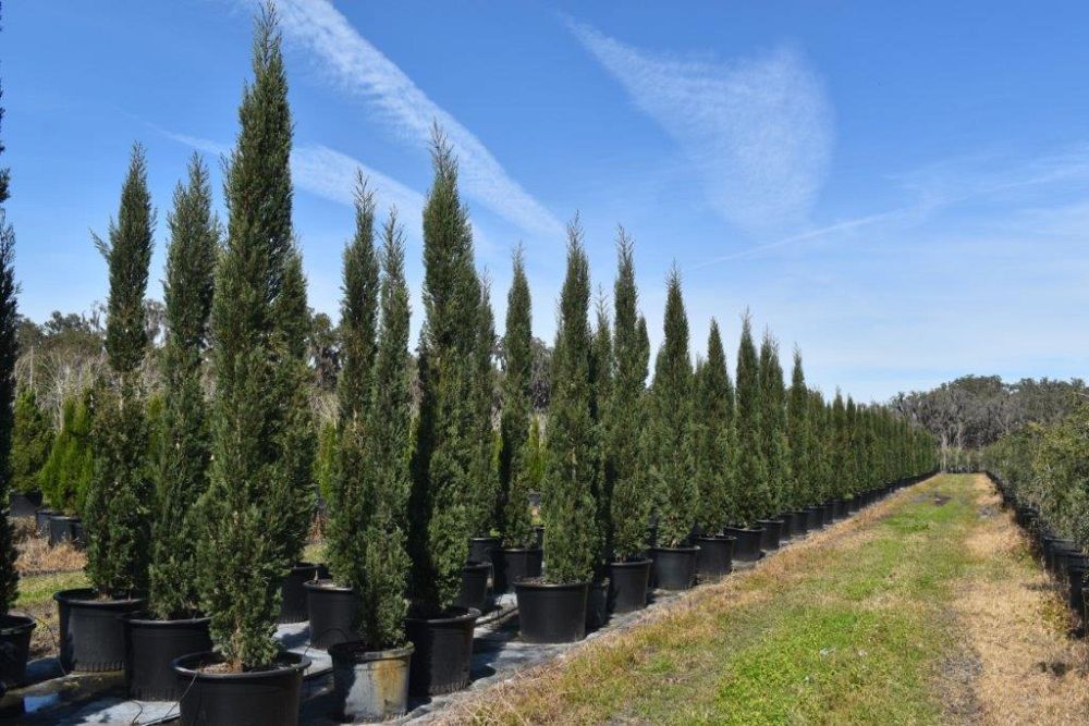 cupressus-sempervirens-italian-cypress