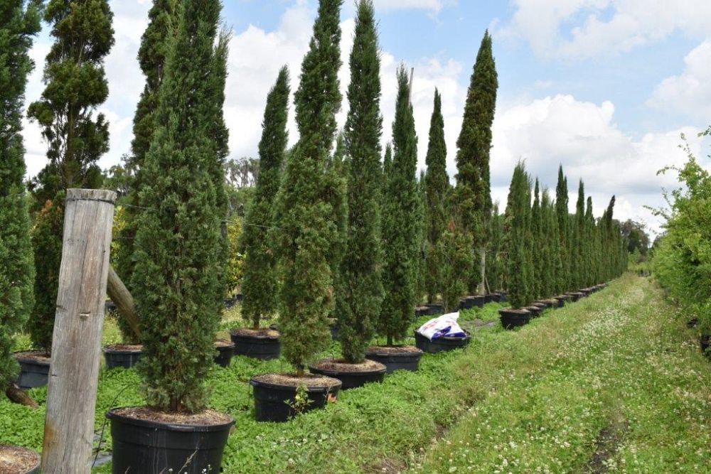 cupressus-sempervirens-italian-cypress