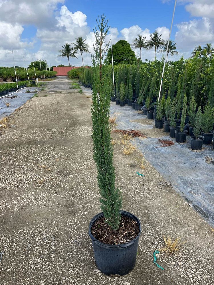 cupressus-sempervirens-italian-cypress