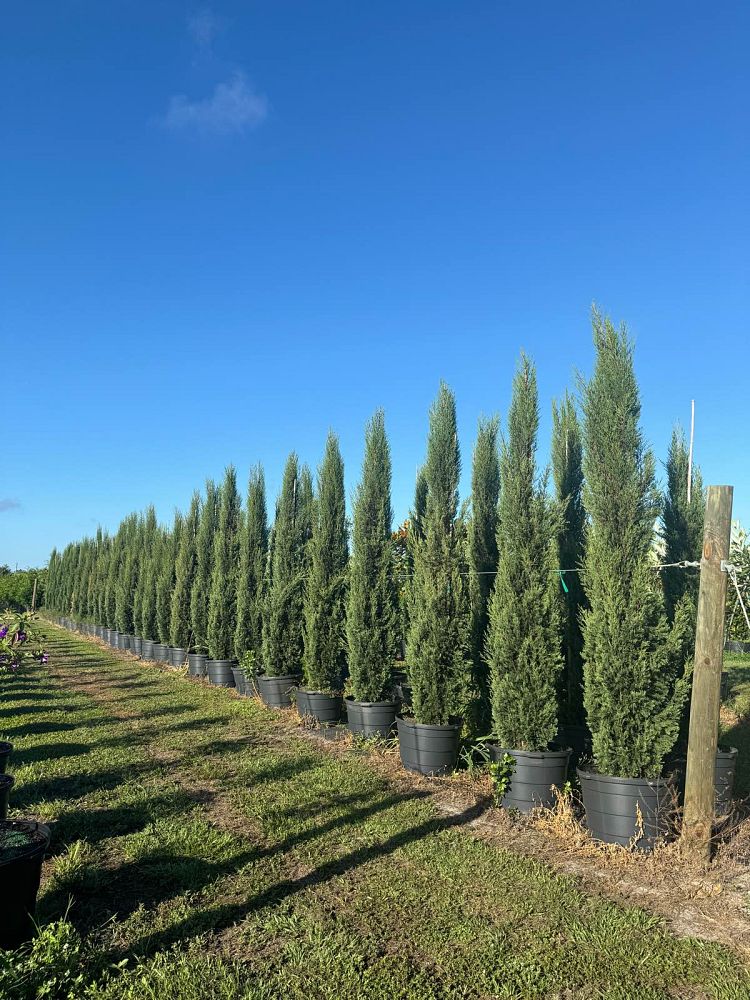 cupressus-sempervirens-italian-cypress