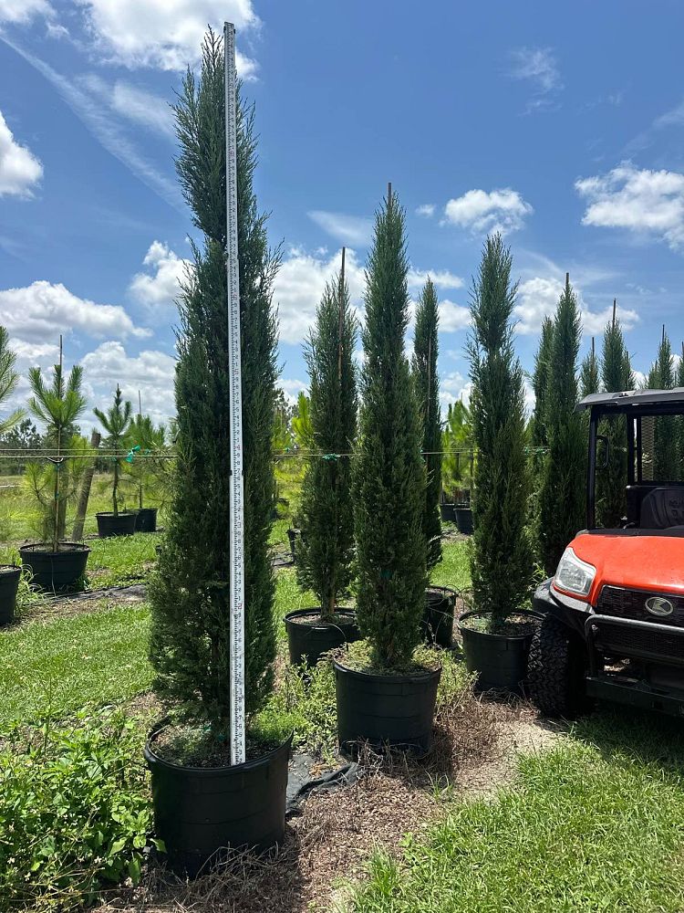 cupressus-sempervirens-italian-cypress