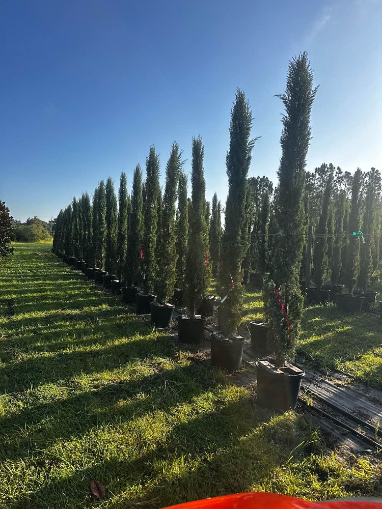 cupressus-sempervirens-italian-cypress
