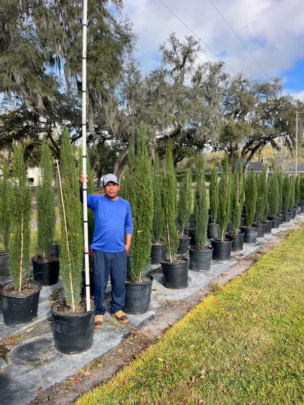 cupressus-sempervirens-italian-cypress