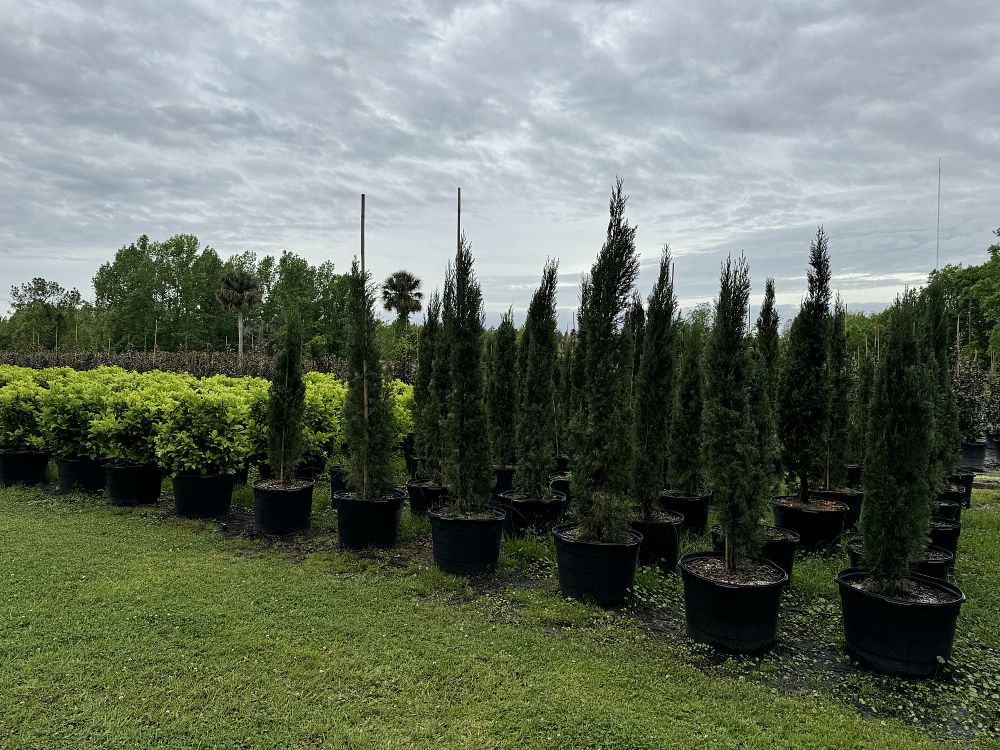 cupressus-sempervirens-italian-cypress