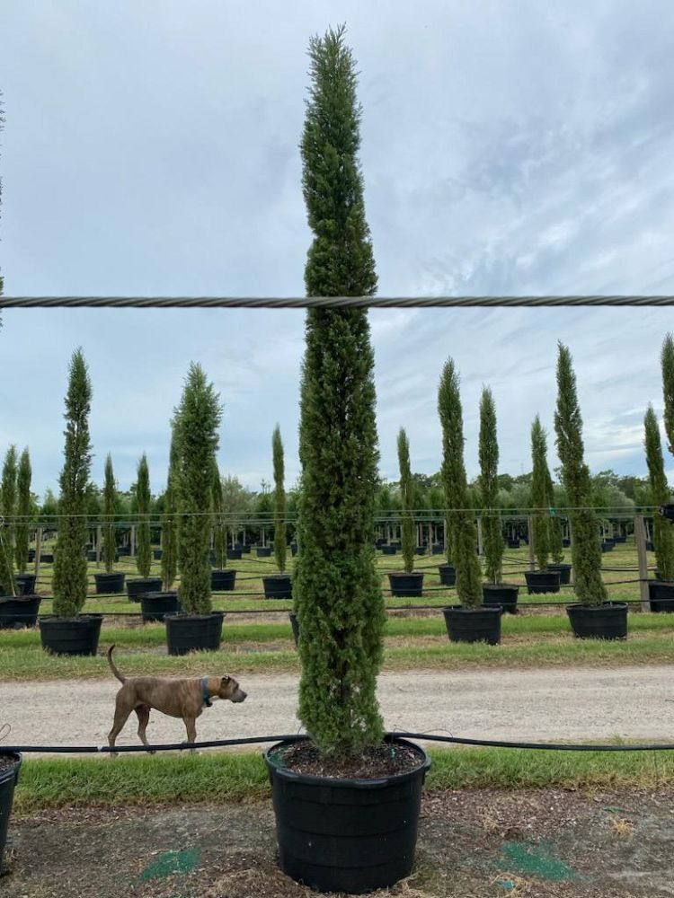 cupressus-sempervirens-italian-cypress