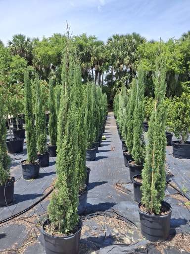 cupressus-sempervirens-italian-cypress