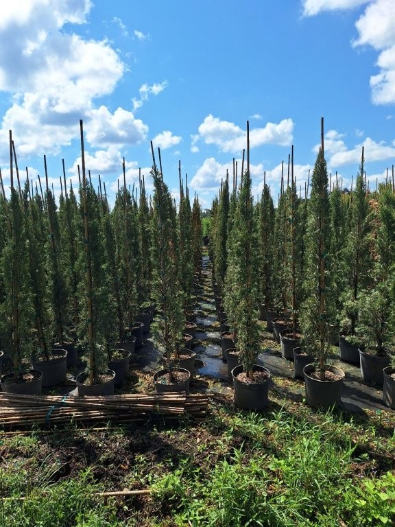 cupressus-sempervirens-italian-cypress