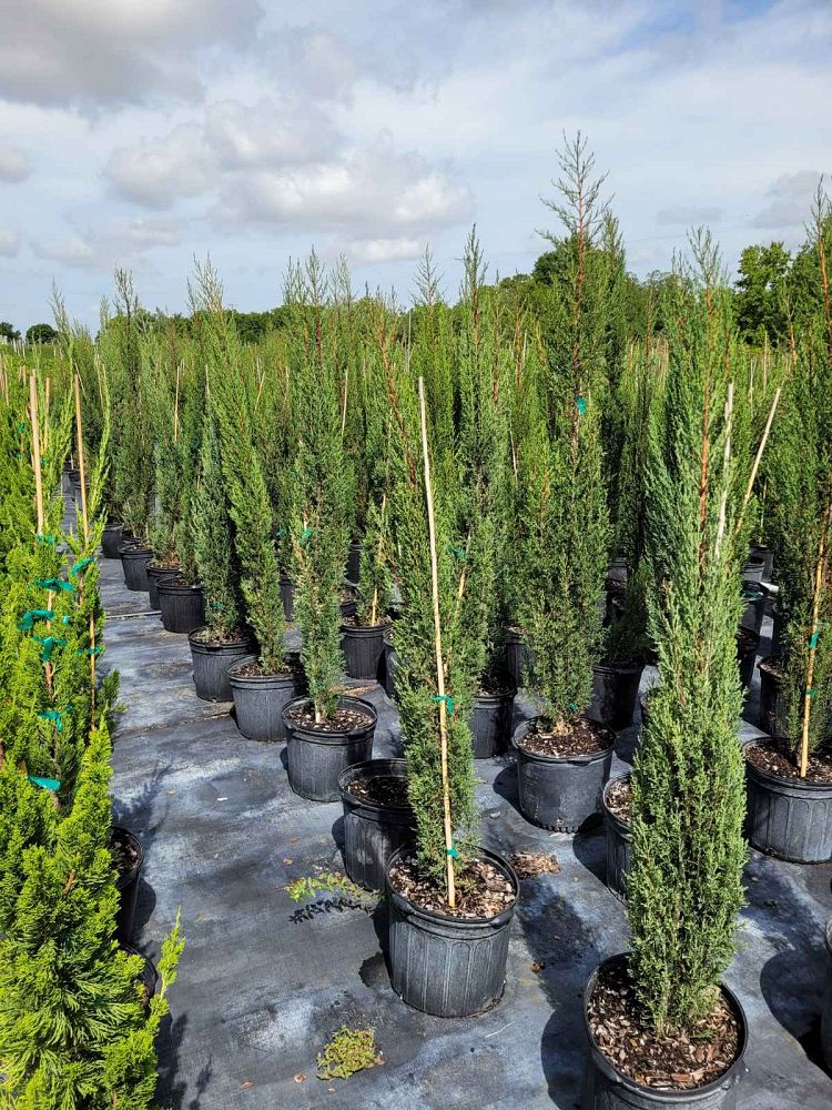 cupressus-sempervirens-italian-cypress