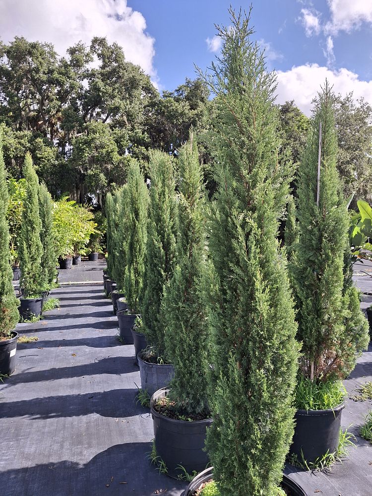 cupressus-sempervirens-italian-cypress