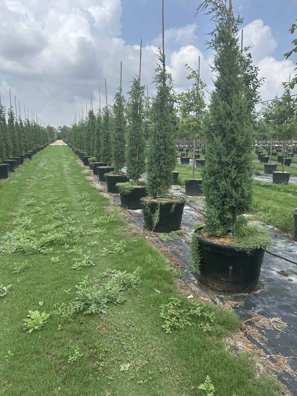 cupressus-sempervirens-italian-cypress