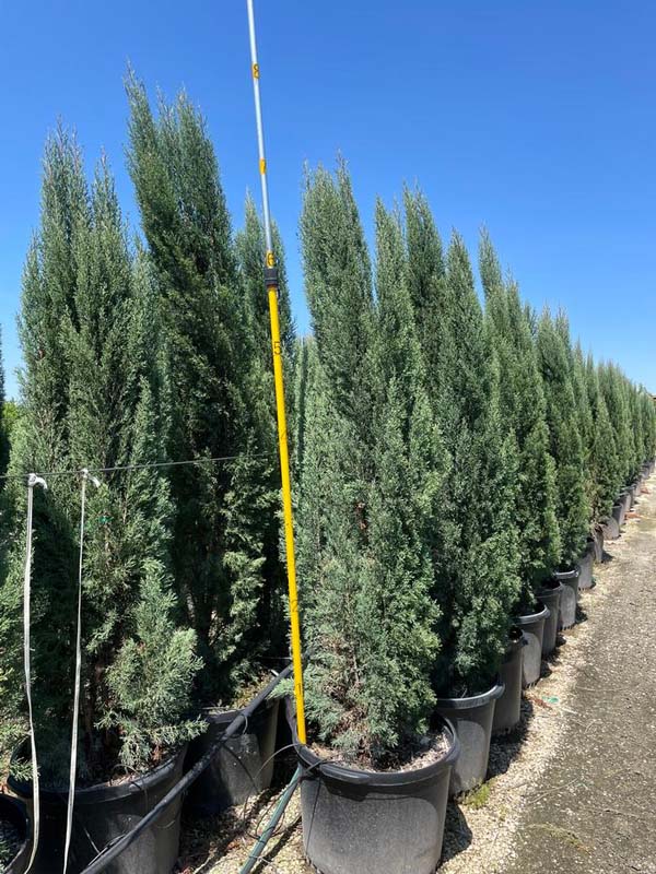 cupressus-sempervirens-italian-cypress