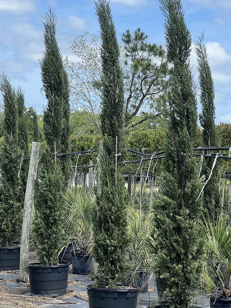 cupressus-sempervirens-italian-cypress