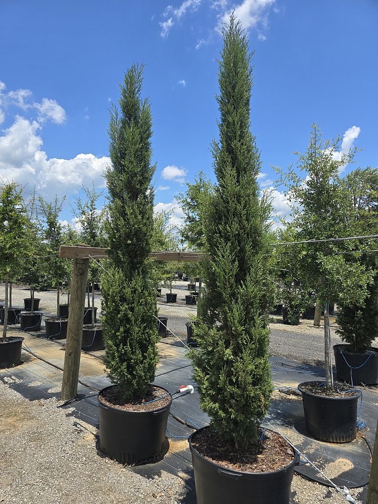cupressus-sempervirens-italian-cypress
