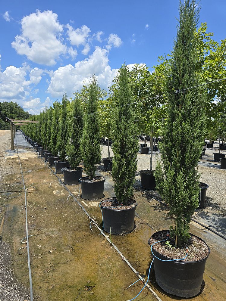 cupressus-sempervirens-italian-cypress