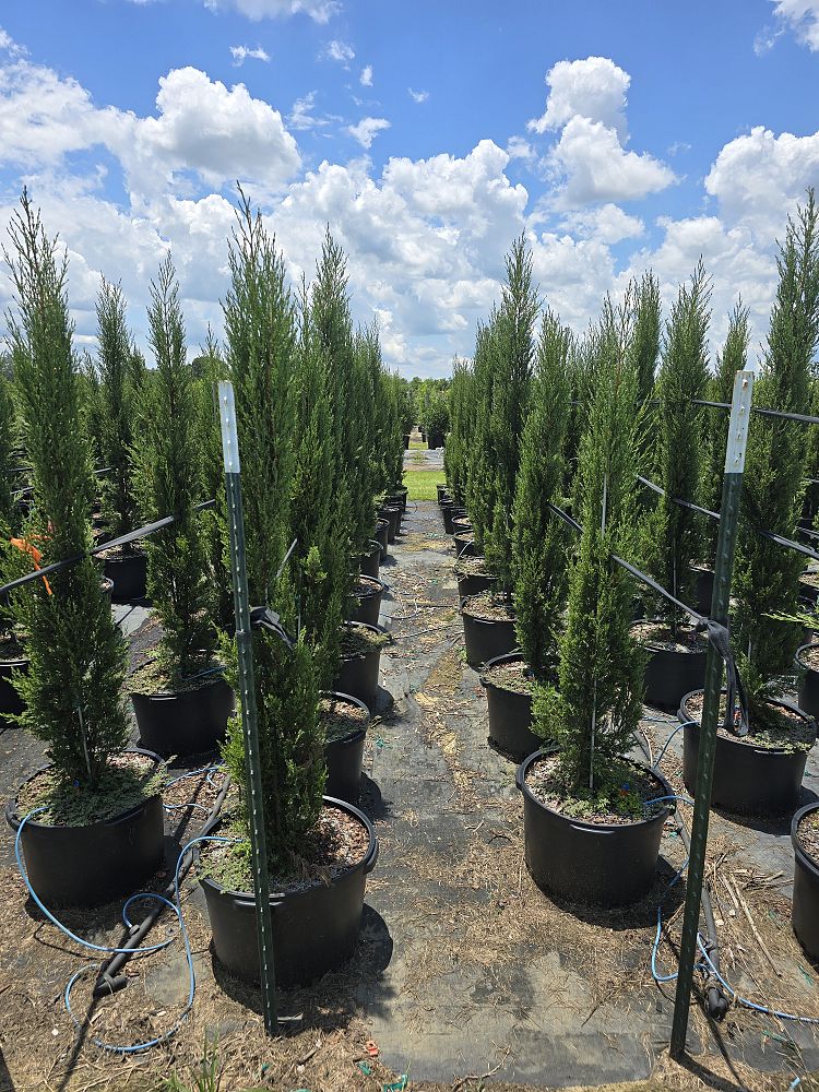 cupressus-sempervirens-italian-cypress