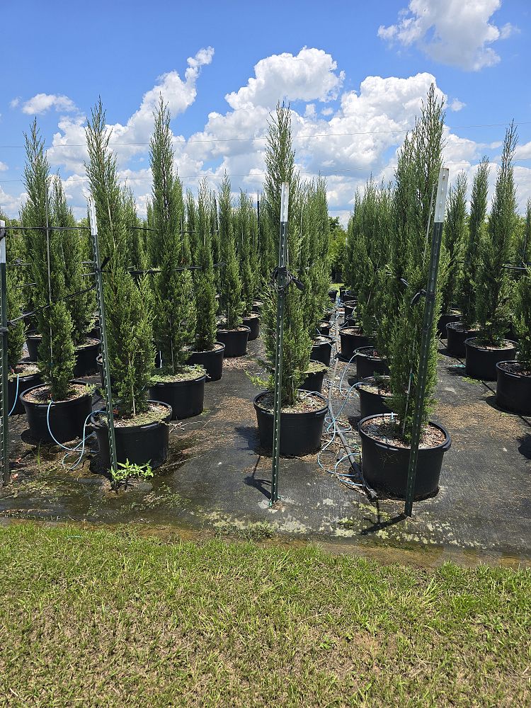 cupressus-sempervirens-italian-cypress