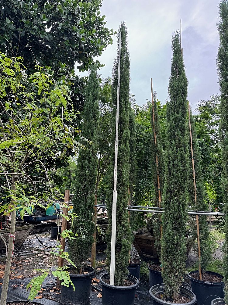 cupressus-sempervirens-italian-cypress