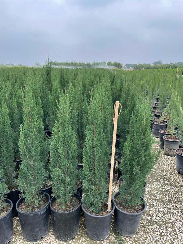cupressus-sempervirens-italian-cypress