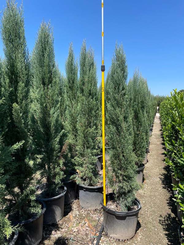 cupressus-sempervirens-italian-cypress