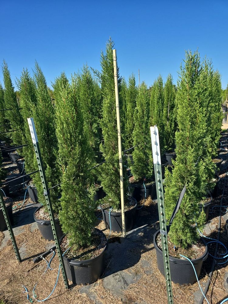 cupressus-sempervirens-italian-cypress
