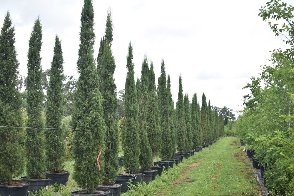 cupressus-sempervirens-italian-cypress